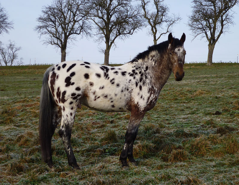 Appaloosa Stallion - Akawaio Potawatomi