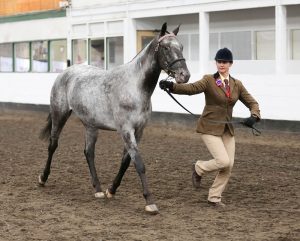 Redheart Pascalius x DFR Patahas Redheart 2027