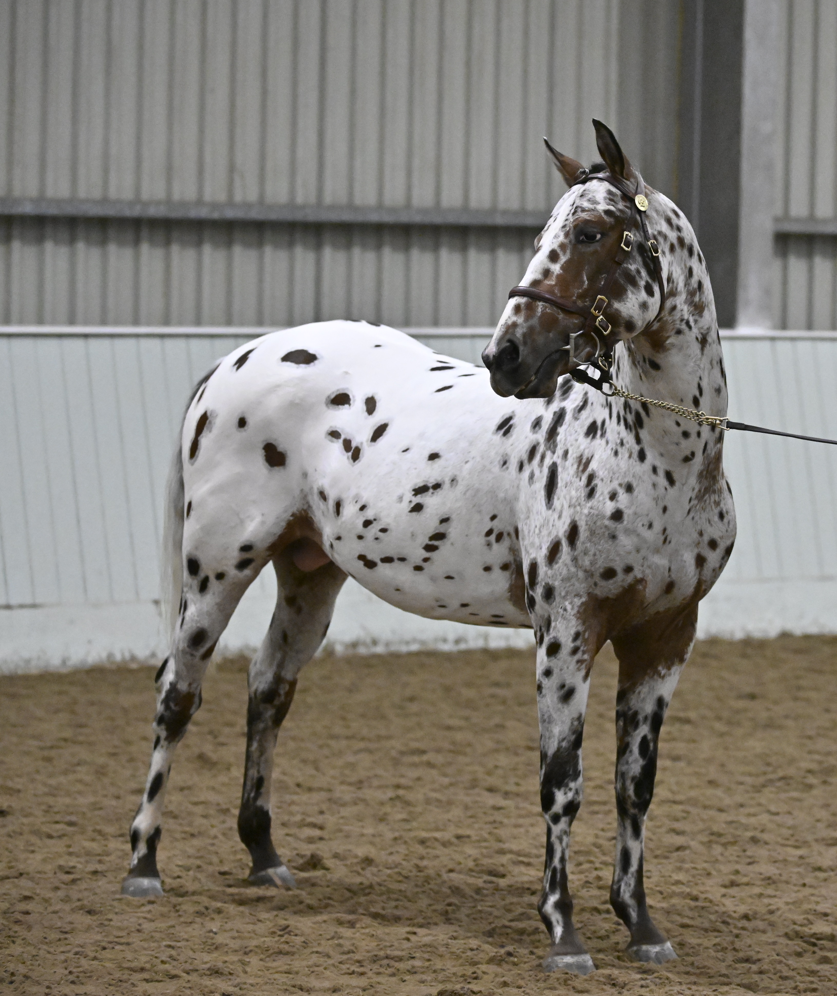 Appaloosa Characteristics – Appaloosa Horse Club (ApHC) UK