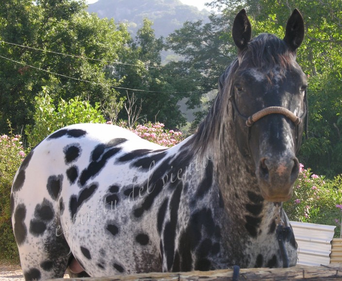 Appaloosa Stallion - KISS MY FINEST HEART