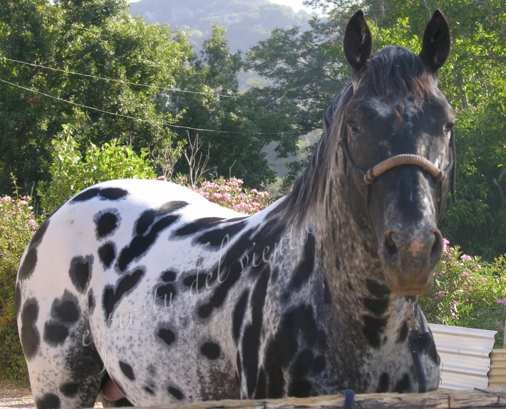 KISS MY FINEST HEART 1 Appaloosa Stallion - KISS MY FINEST HEART