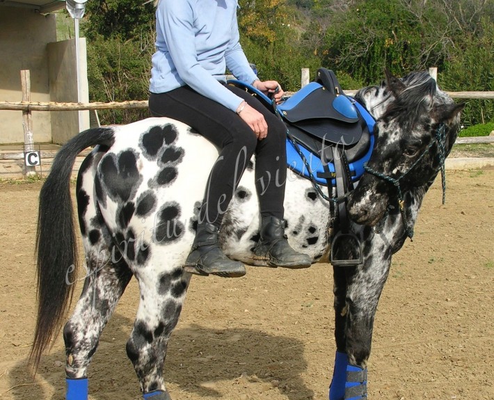KISS MY FINEST HEART 3 Appaloosa Stallion - KISS MY FINEST HEART