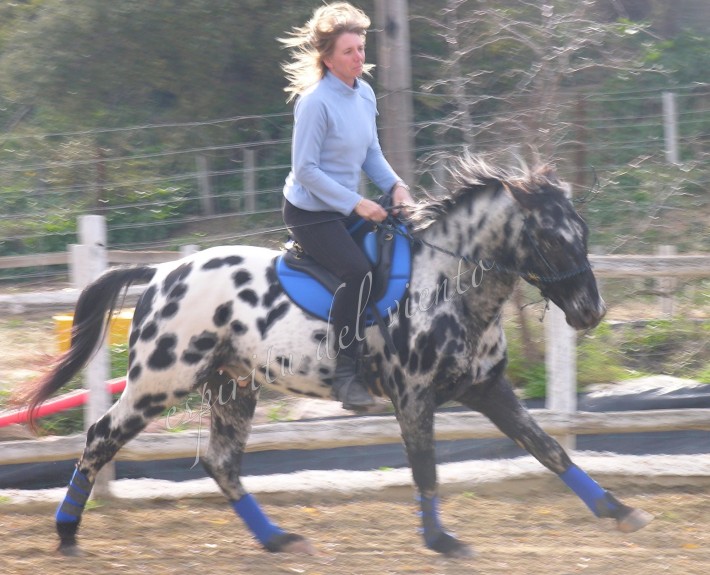 KISS MY FINEST HEART 4 Appaloosa Stallion - KISS MY FINEST HEART