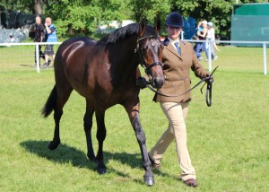 Hevans EV Catorrius (97% FPD 2-yr-old colt), Royal Windsor Horse Show 2014