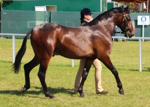 Hevans EV Catorrius (97% FPD 2-yr-old colt), Royal Windsor Horse Show 2014