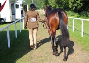 Hevans EV Catorrius (97% FPD 2-yr-old colt), Royal Windsor Horse Show 2014