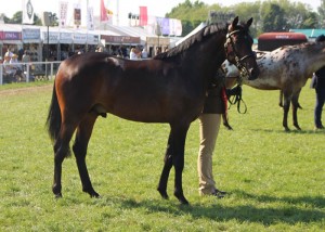 Hevans EV Catorrius (97% FPD 2-yr-old colt), Royal Windsor Horse Show 2014