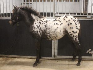 Redheart Royalty 2023