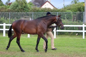 ROYAL CORNWALL SHOW (1)