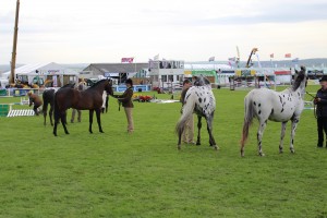 ROYAL CORNWALL SHOW (3)