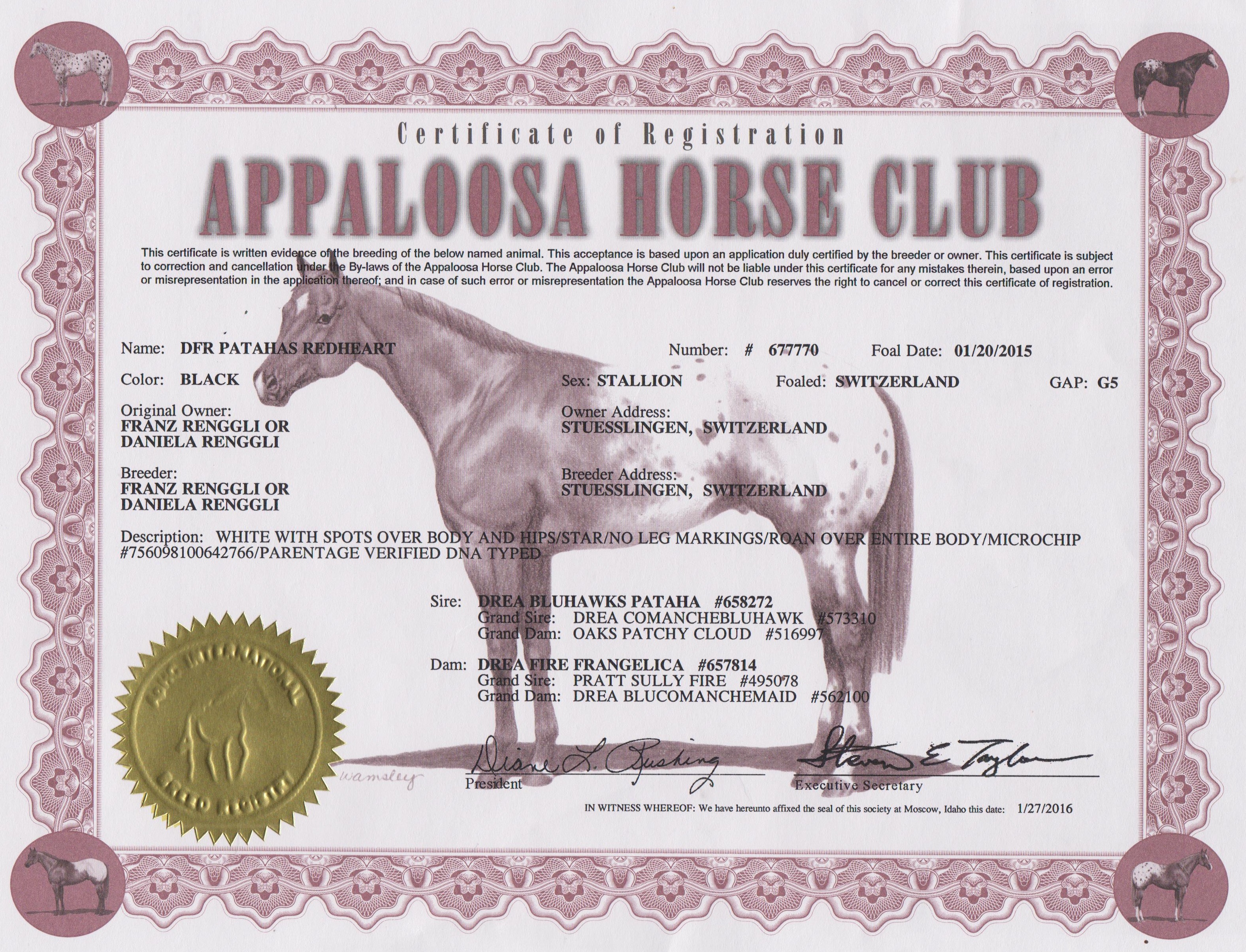 Appaloosa Characteristics – Appaloosa Horse Club (ApHC) UK