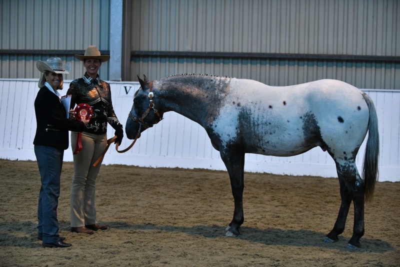 Appaloosa Characteristics – Appaloosa Horse Club (ApHC) UK