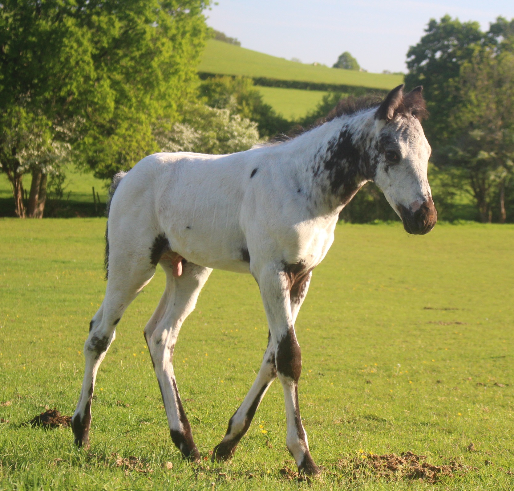 Appaloosa Panel 1  Veterinary Genetics Laboratory