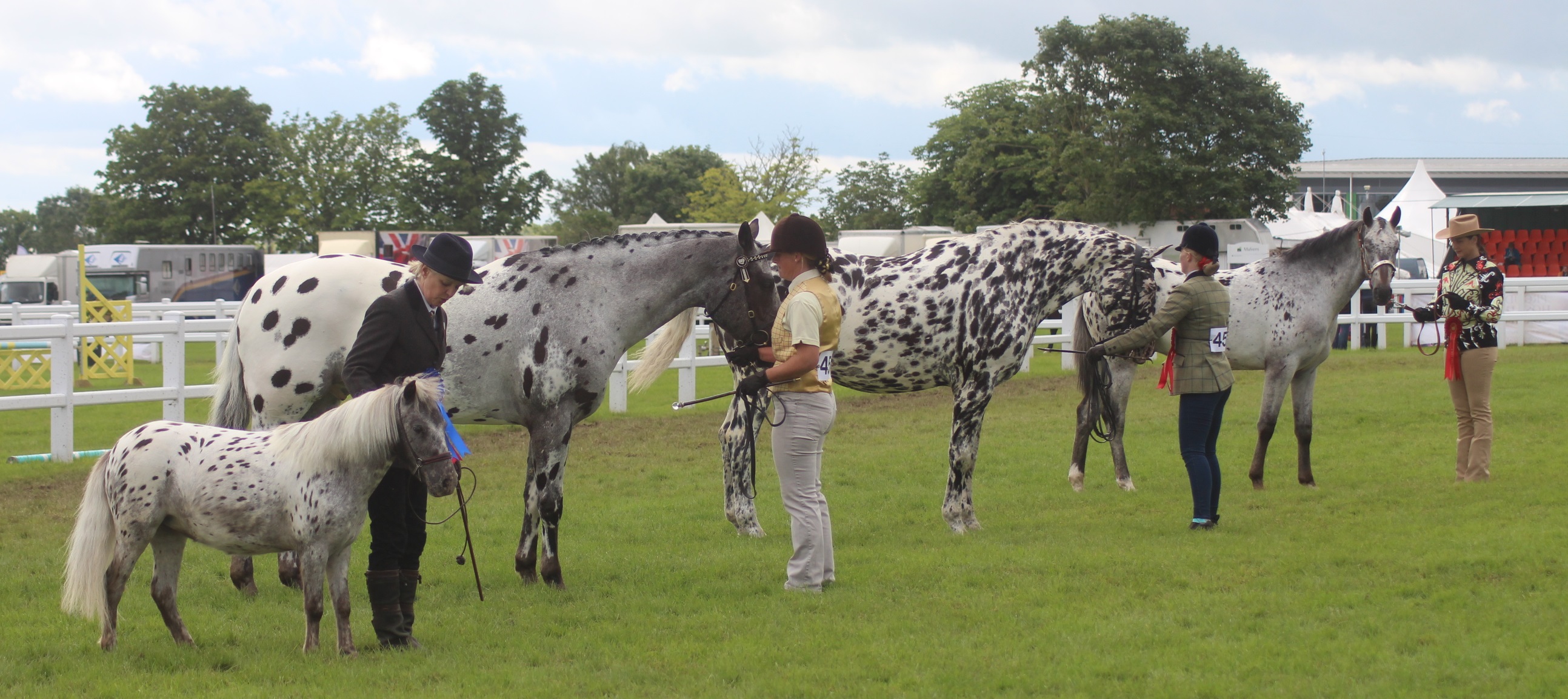 The Appaloosa horse - Royal Horse