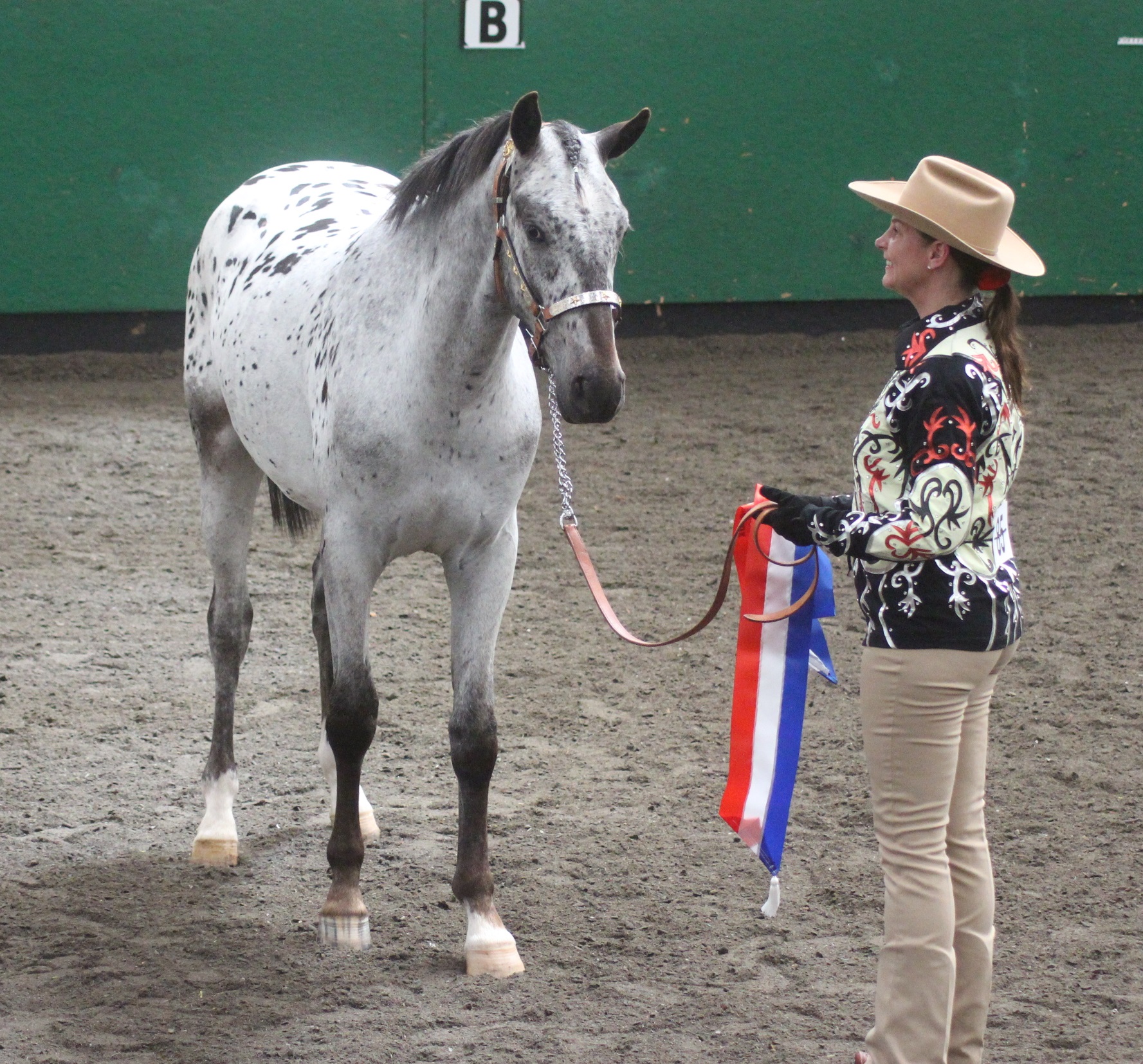 Appaloosa Characteristics – Appaloosa Horse Club (ApHC) UK