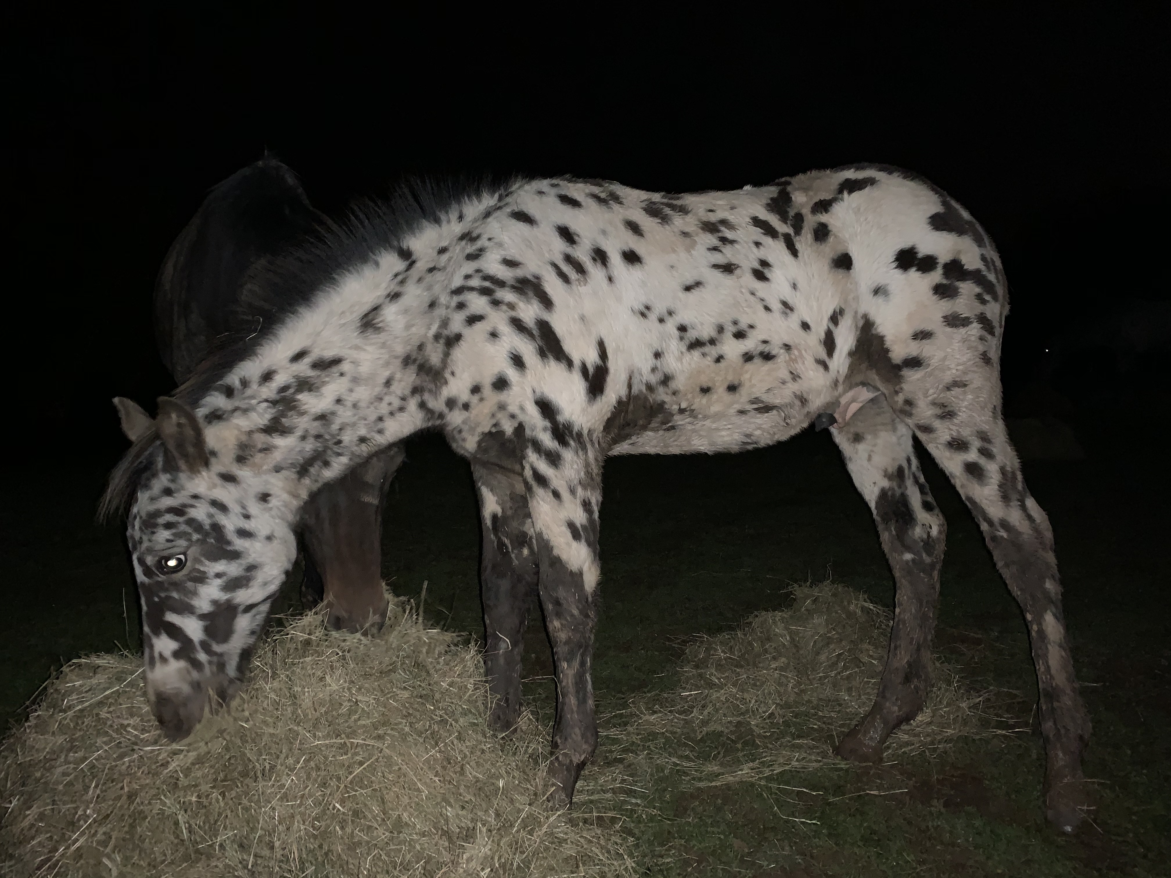 Peacock leopard Appaloosa  Rare horses, Most beautiful horses, Unusual  horse