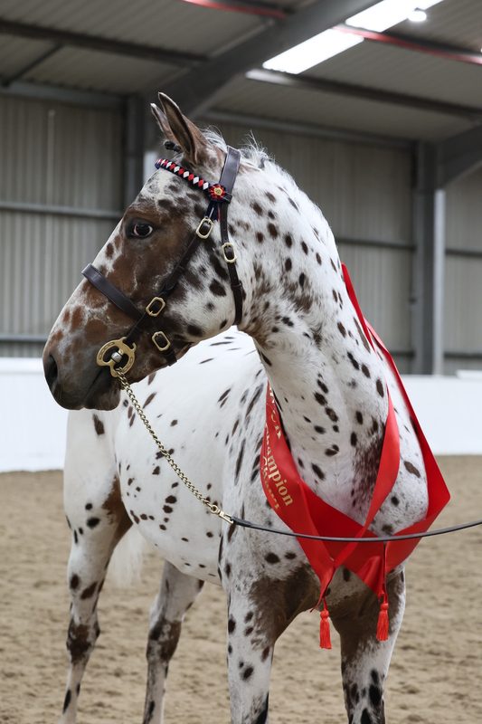 Appaloosa Characteristics – Appaloosa Horse Club (ApHC) UK