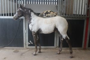 Redheart Recognition 2023