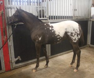 Redheart Resolution 2023