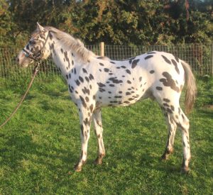 Redheart Regardless 2023